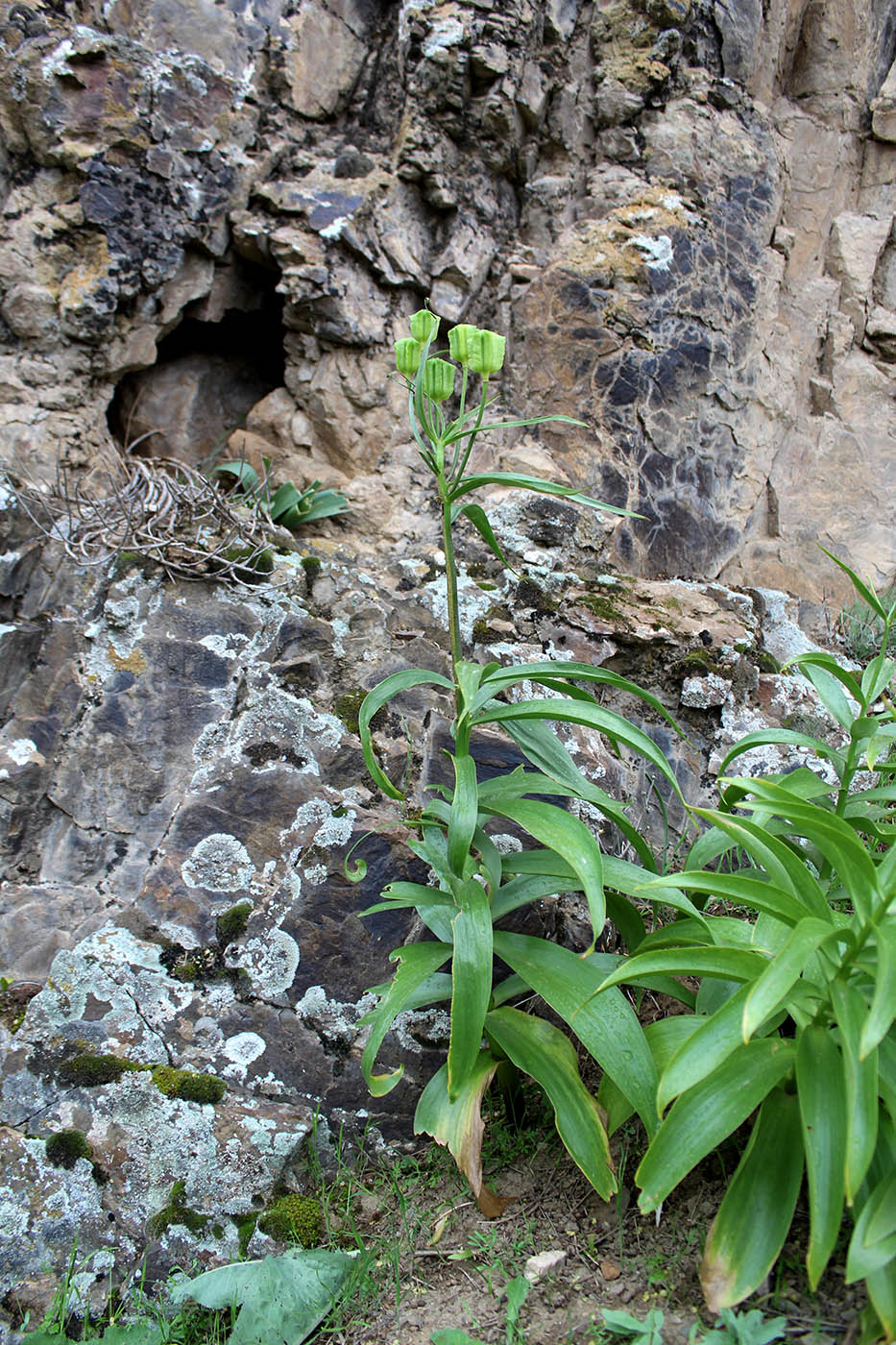 Изображение особи Fritillaria raddeana.