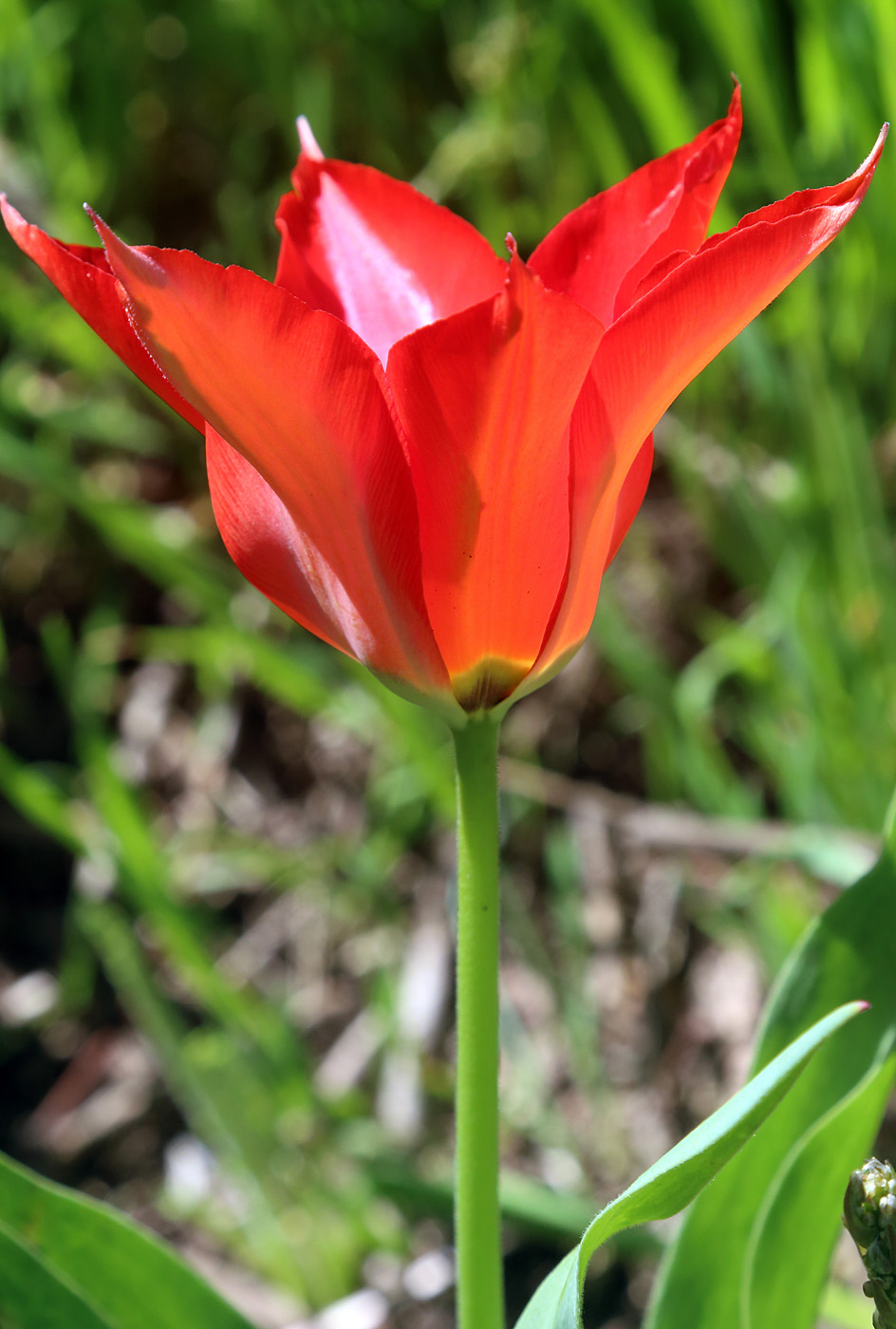 Изображение особи Tulipa carinata.