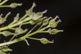 Fraxinus excelsior. Часть соцветия. Саратов, парковая зона. 03.05.2017.
