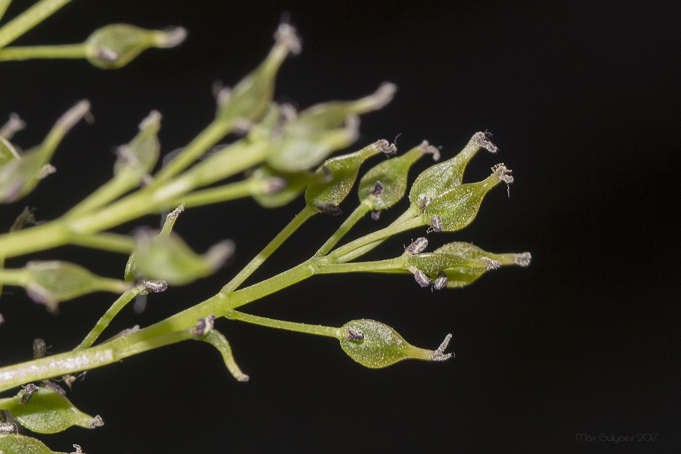 Image of Fraxinus excelsior specimen.