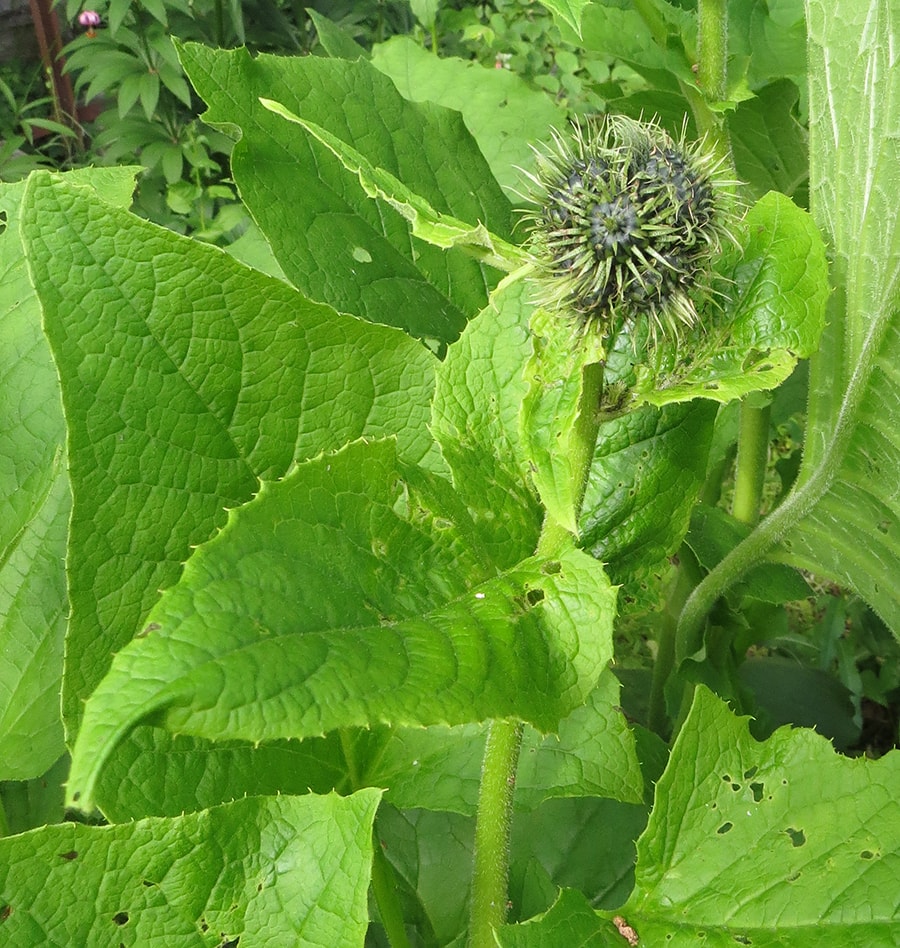 Изображение особи Saussurea costus.