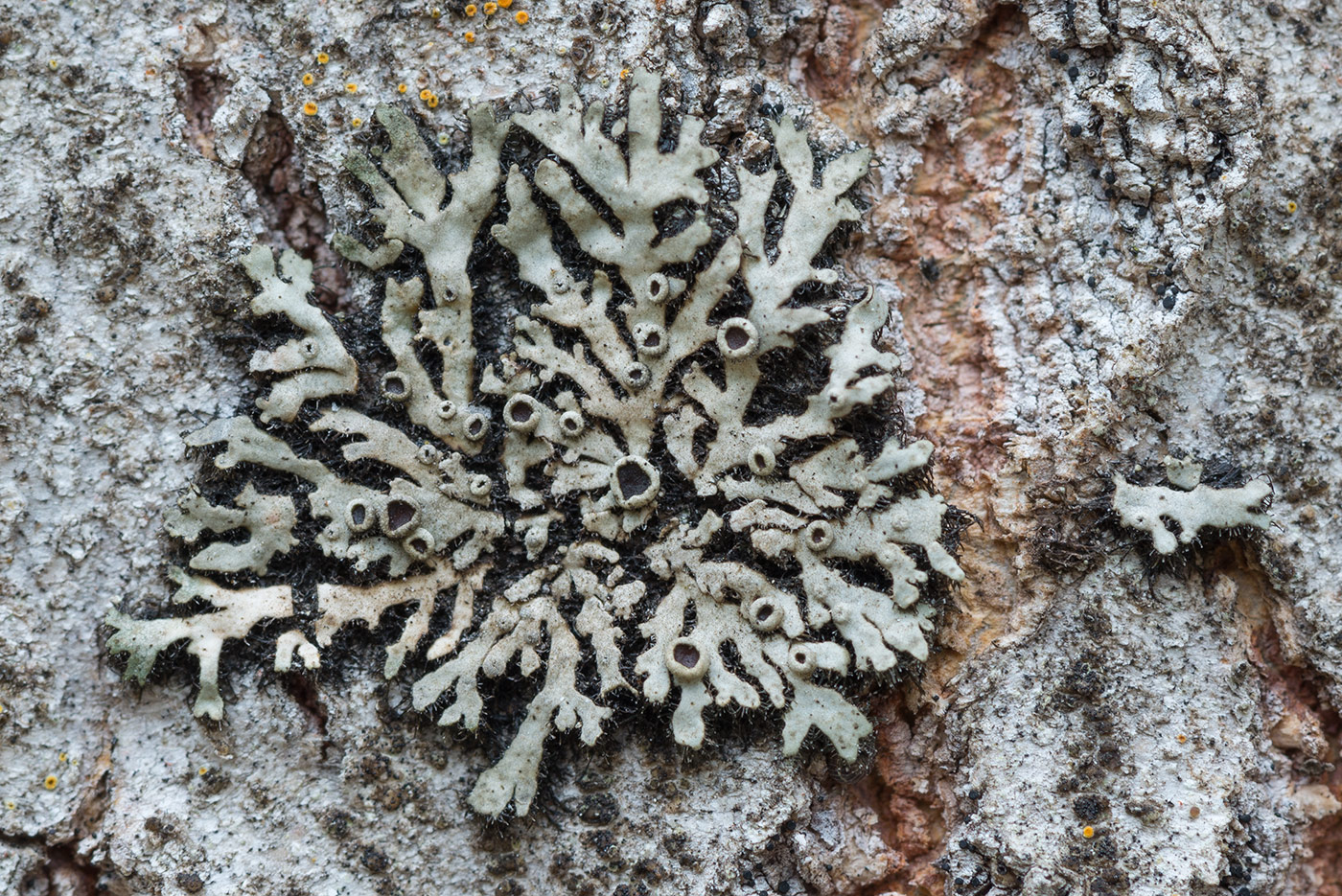 Image of Phaeophyscia ciliata specimen.