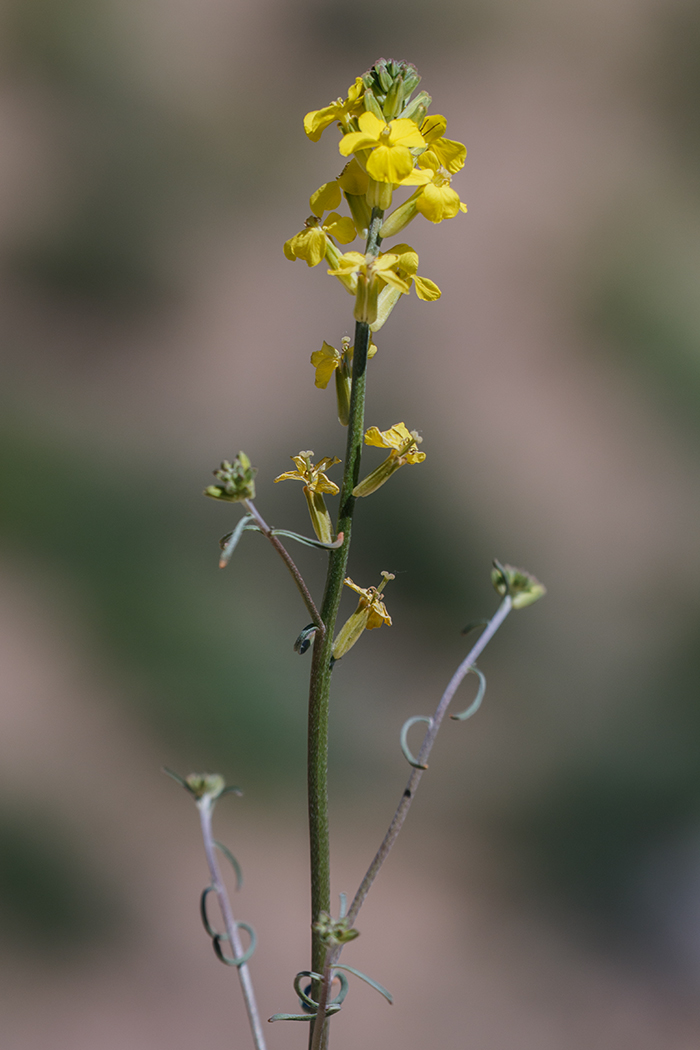 Image of Syrenia cana specimen.