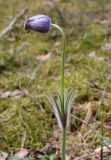 Pulsatilla patens
