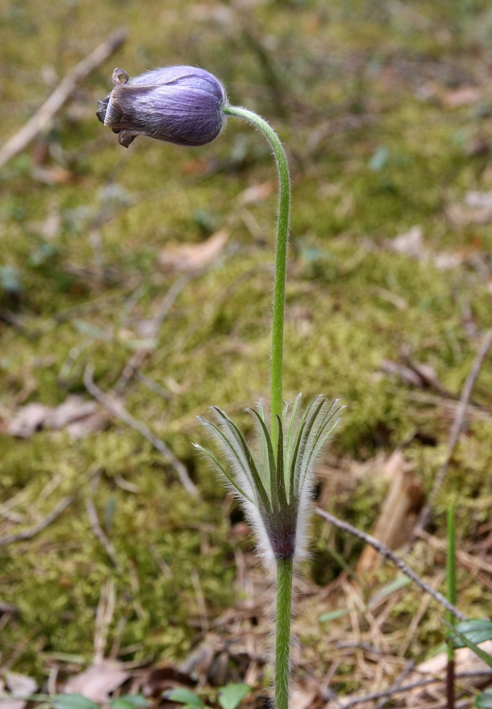 Image of Pulsatilla patens specimen.