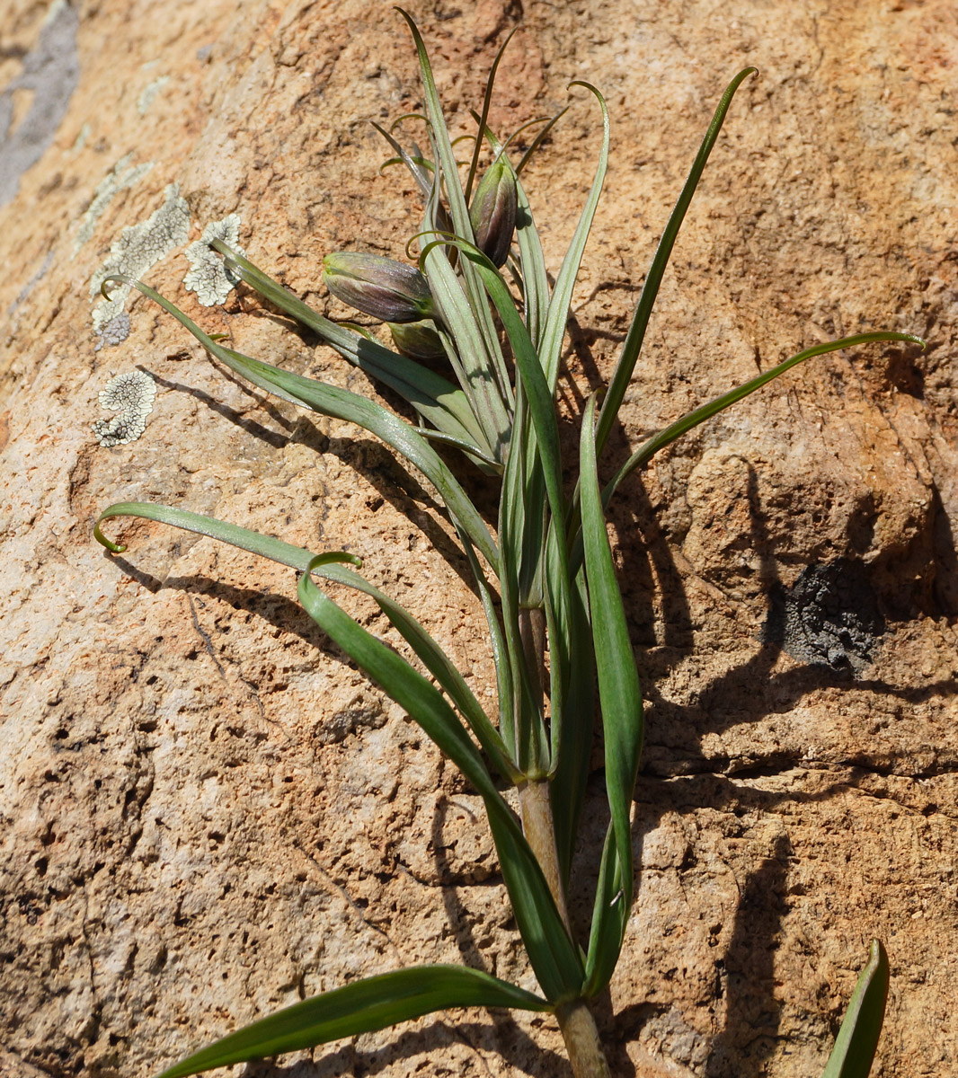 Image of Fritillaria verticillata specimen.