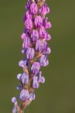 Oxytropis knjazevii