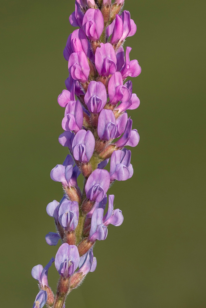 Image of Oxytropis knjazevii specimen.