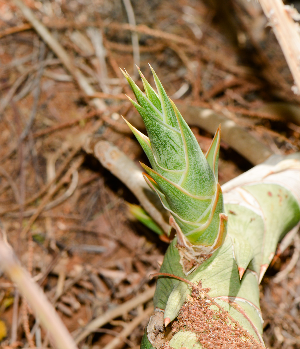 Изображение особи Sansevieria cylindrica.