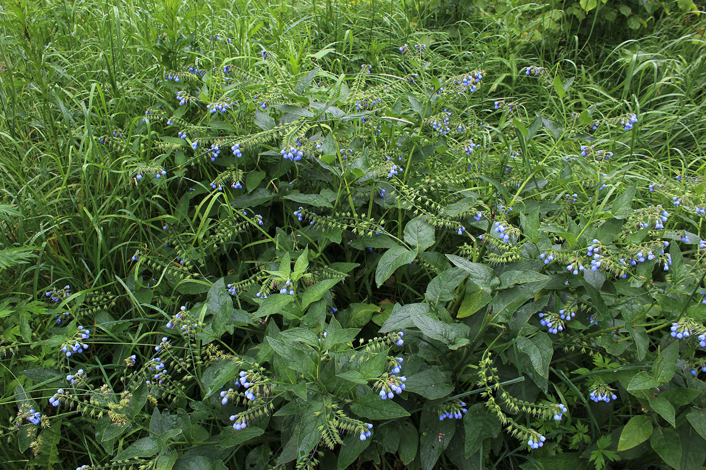 Изображение особи Symphytum caucasicum.