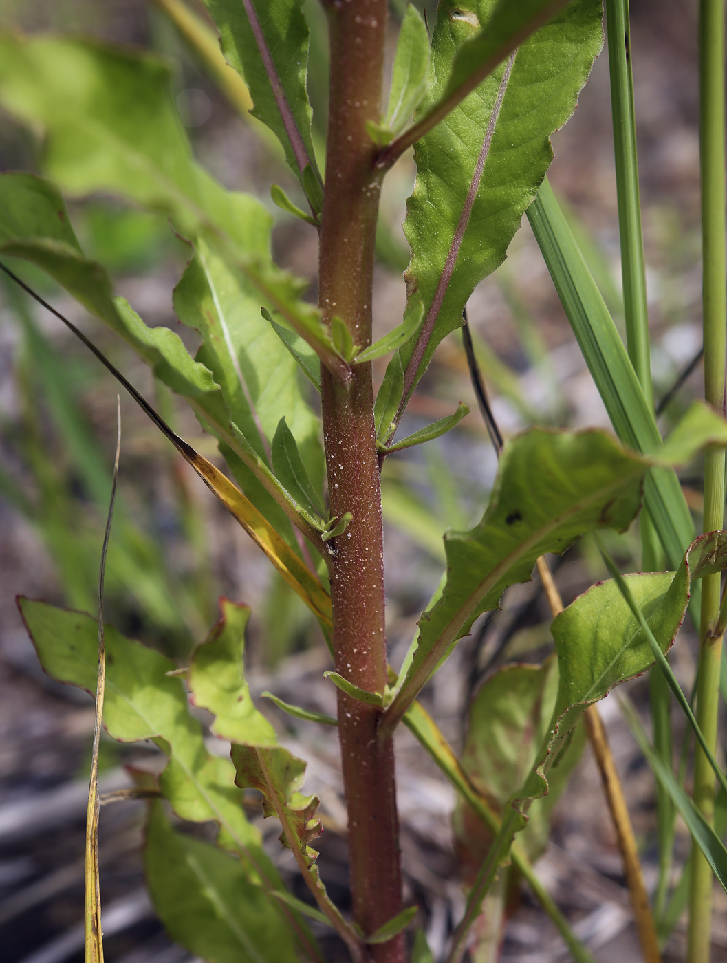 Изображение особи Oenothera rubricaulis.