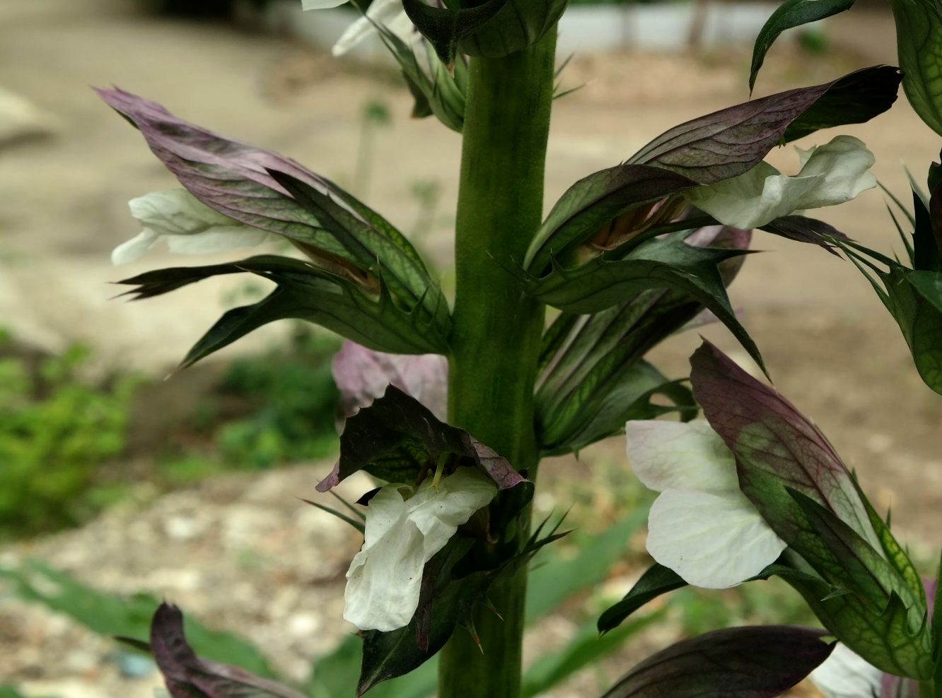 Изображение особи Acanthus mollis.