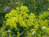 Galium verum. Верхушка растения с соцветиями. Украина, Ивано-Франковская обл., Болеховский горсовет, Козакивский сельсовет, окр. с. Козакивка, урочище Бассарабка, на лугу. 17.07.2017.