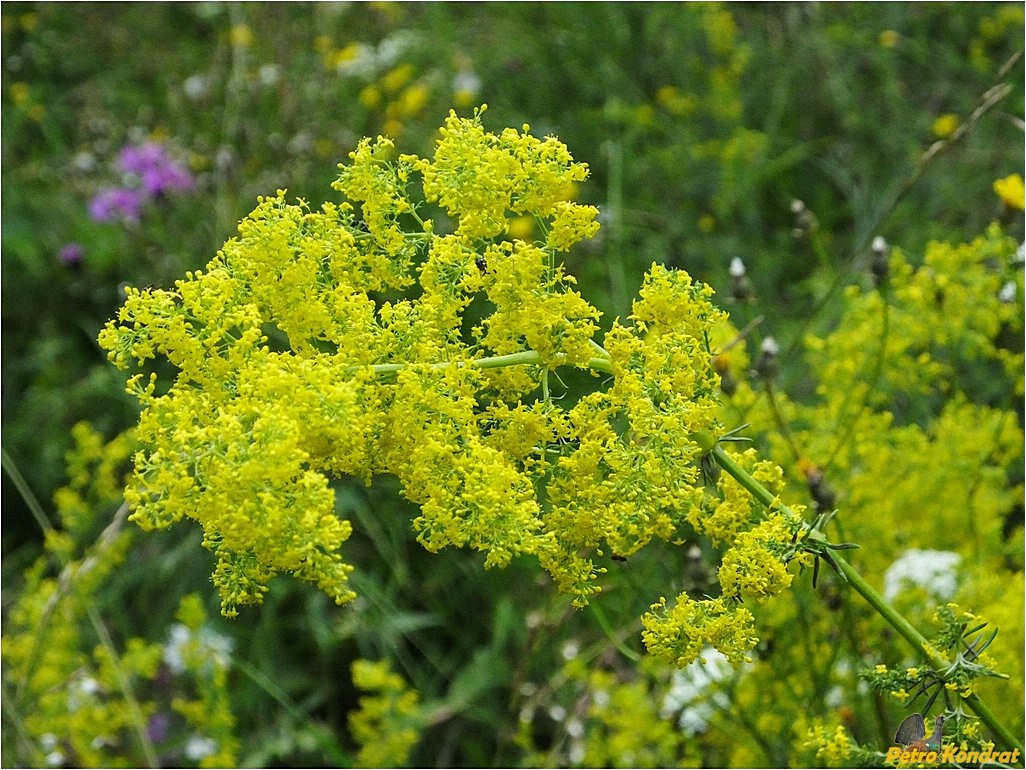 Изображение особи Galium verum.