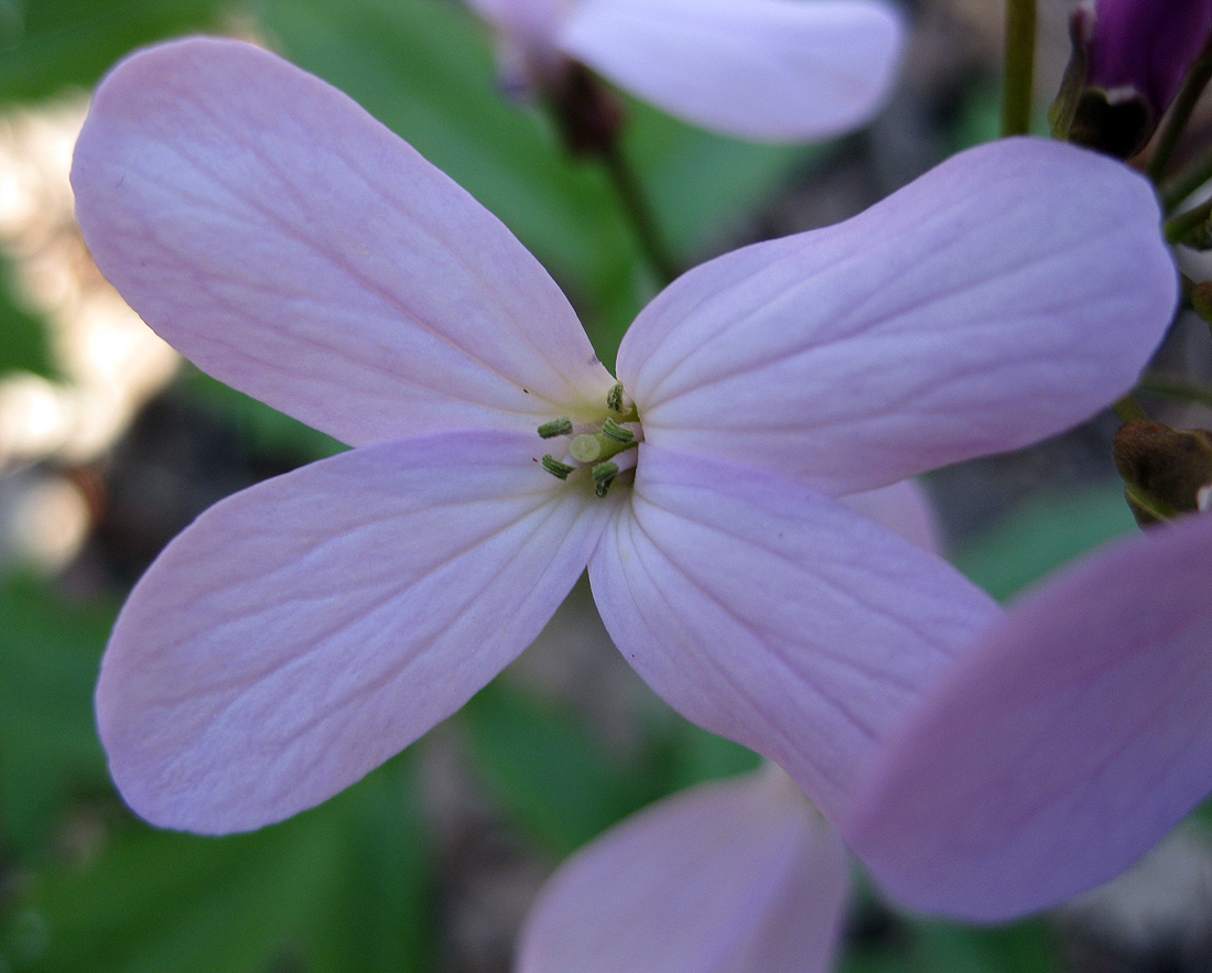 Изображение особи Cardamine quinquefolia.