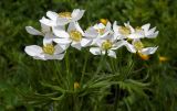 Anemonastrum fasciculatum. Соцветия. Республика Адыгея, Майкопский р-н, Кавказский биосферный заповедник, перевал Гузерипльский, субальпийский луг, выс. 1965 м н.у.м. 15.07.2017.