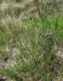 Carex oreophila. Плодоносящие растения. Кабардино-Балкария, Эльбрусский р-н, долина р. Ирикчат, ≈ 2900 м н.у.м. 28.07.2017.
