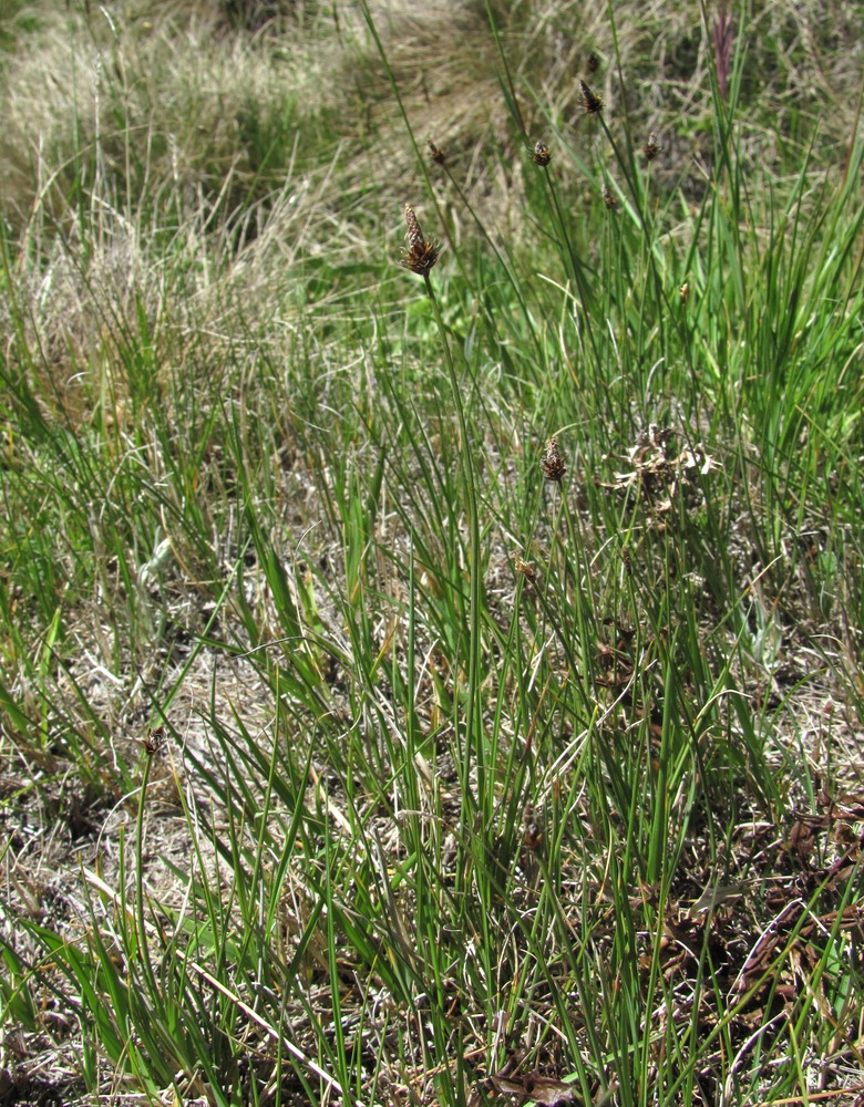 Image of Carex oreophila specimen.
