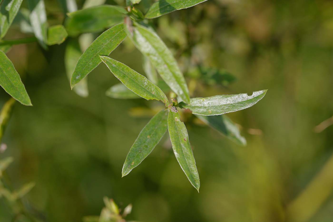 Image of Genista tinctoria specimen.