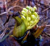 Petasites spurius. Цветоносный побег с бутонами. Чувашия, окр. г. Шумерля, лесной массив \"Торф\". 29 марта 2008 г.