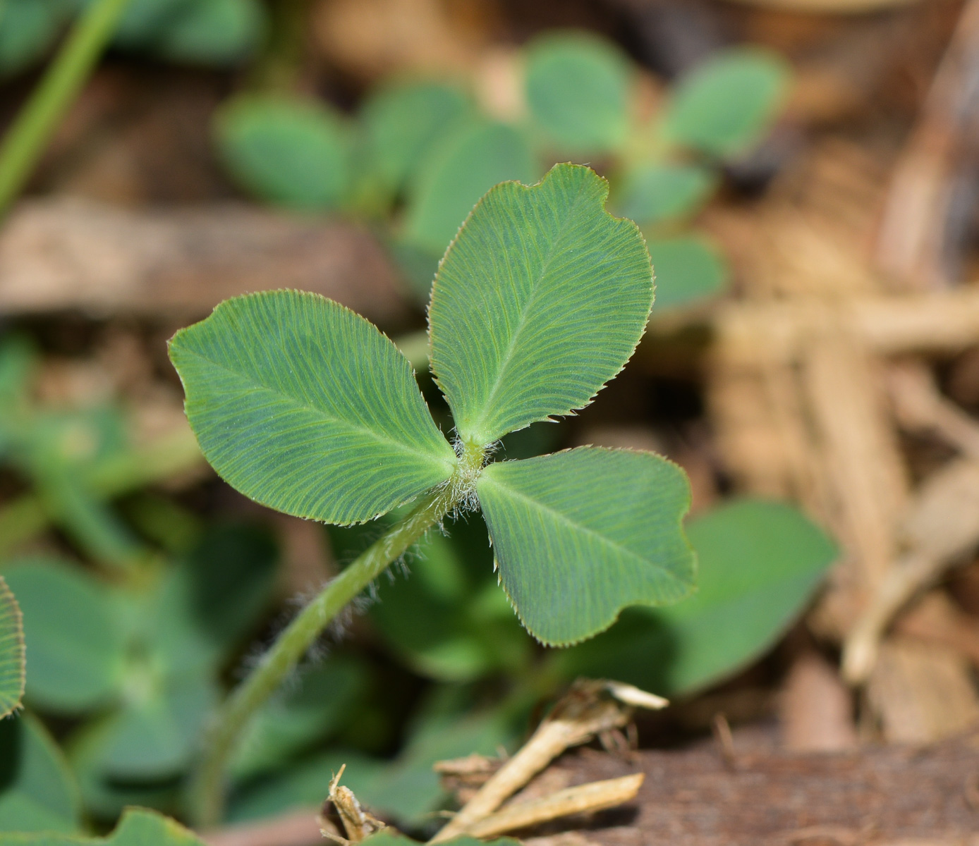 Изображение особи Trifolium fragiferum.