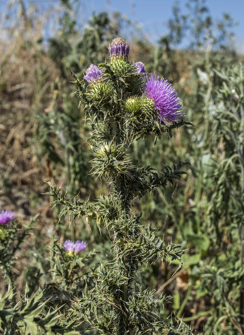 Изображение особи Carduus acanthoides.