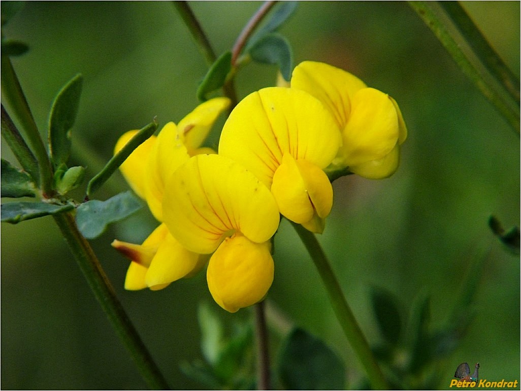 Изображение особи Lotus corniculatus.