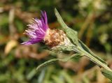 Centaurea jacea. Верхушка побега с соцветием. Украина, г. Запорожье, восточная окраина, долина р. Мокрая Московка, левый берег, на склоне. 08.07.2017.