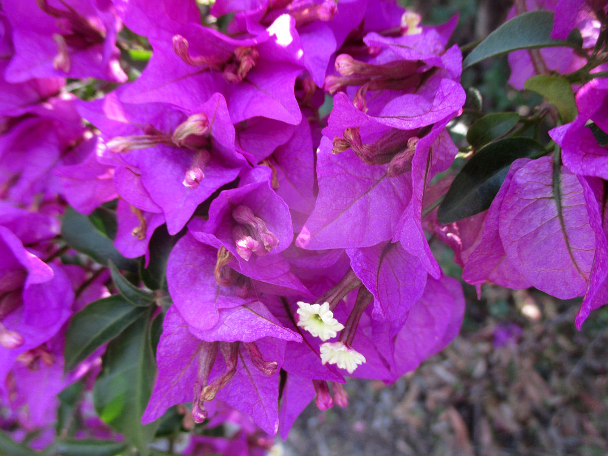 Изображение особи Bougainvillea glabra.