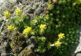 Saxifraga juniperifolia
