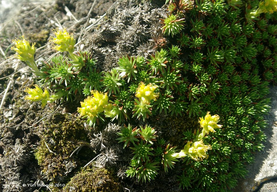 Изображение особи Saxifraga juniperifolia.