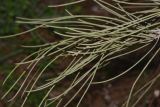 Hakea scoparia