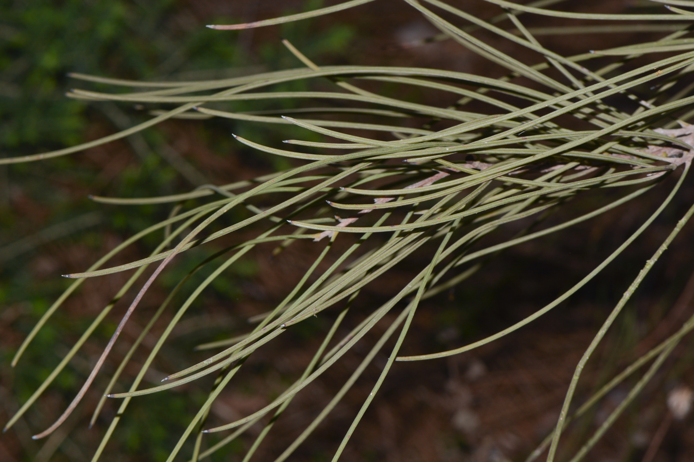Изображение особи Hakea scoparia.