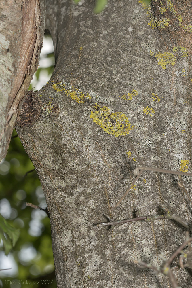 Image of Carpinus orientalis specimen.