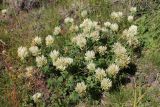 Trifolium canescens