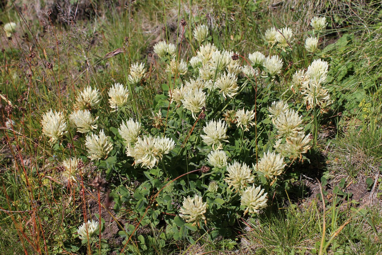 Изображение особи Trifolium canescens.