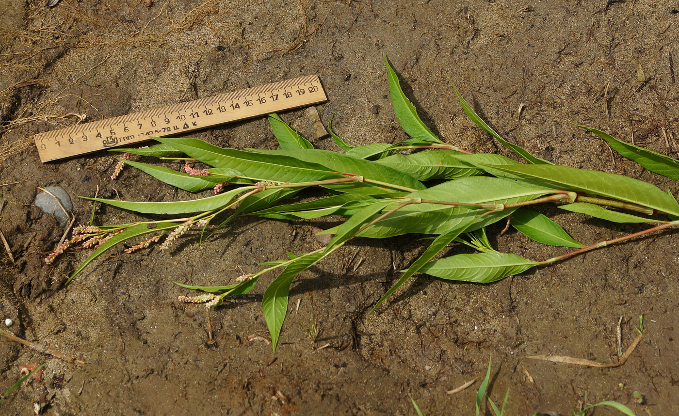 Изображение особи Persicaria lapathifolia.