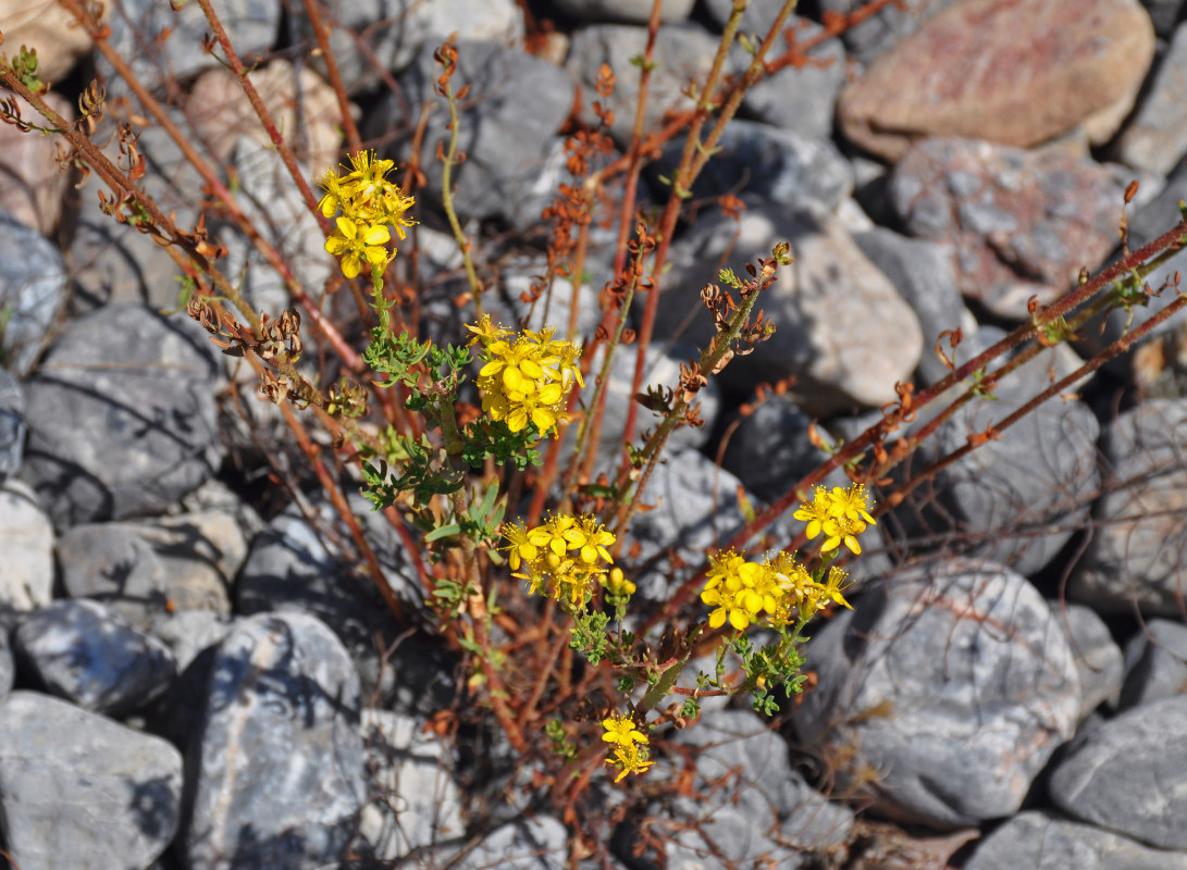 Изображение особи Hypericum scabrum.