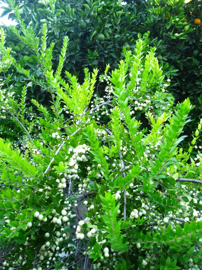 Image of Myrtus communis var. leucocarpa specimen.