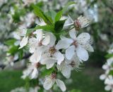 Prunus cerasifera. Соцветия и отрастающий побег. Украина, г. Киев, Южная Борщаговка, ул. Симиренко, в культуре. 30 апреля 2010 г.