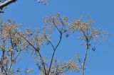Melia azedarach. Часть кроны плодоносящего дерева. Азербайджан, Баку, парк им. Зорге. 3 апреля 2017 г.