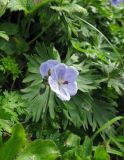 Geranium erianthum