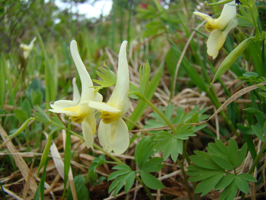 Image of Corydalis bracteata specimen.