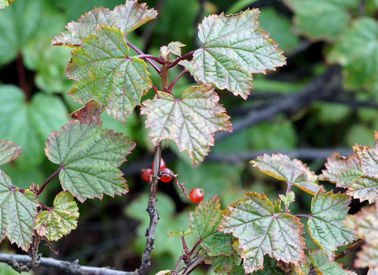 Image of Ribes glabrum specimen.