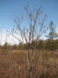 Salix pentandra. Верхушка покоящегося деревца с прошлогодними соплодиями. Окр. Архангельска, болото. 20.04.2010.