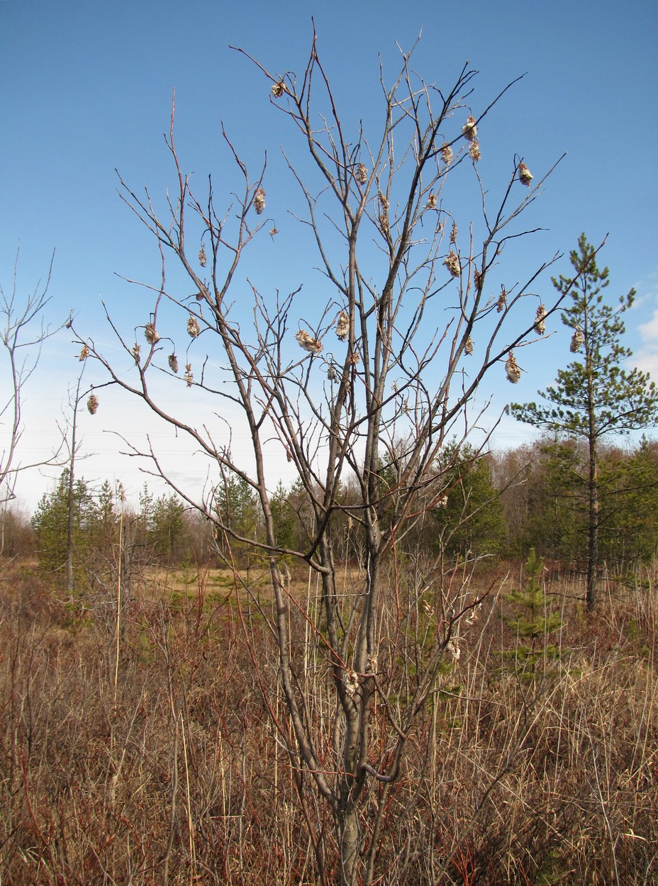 Image of Salix pentandra specimen.