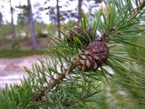 Pinus sylvestris