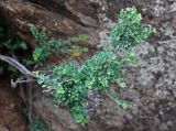 Spiraea aquilegifolia. Ветвь вегетирующего кустарника. Монголия, аймак Туве, окр. г. Эрдэнэсант, ≈ 1400 м н.у.м., у подножия скал. 01.06.2017.