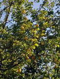 Prunus cerasifera. Ветвь с плодами. Абхазия, Гудаутский р-н, Новый Афон, в культуре. 18.07.2017.