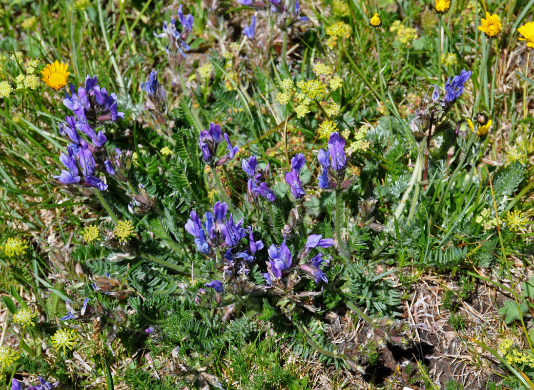 Image of Oxytropis lazica specimen.